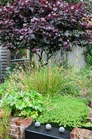 A small low maintenance modern cottage garden planted with self seeding perennials. A feature Cercis canadensis 'Forest Pansy' disguises a shed. Creeping succulent and grasses cascade over a lead water feature.