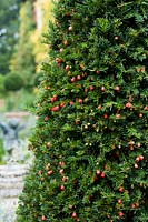 Taxus baccata - Yew with berries