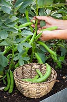Picking broad beans into a basket