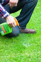 Spraying a dandelion weed on a lawn with weedkiller
