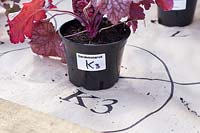 Pot plants labelled and placed on paper plan ready for the Garden on a Roll border