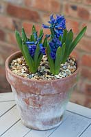 Hyacinthus 'Viking' - Hyacinths grown in terracotta pot