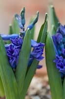 Hyacinthus 'Viking' - Hyacinths