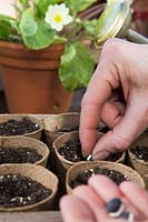 Woman sowing Dolichos lablab 'Ruby Moon'  seeds in pots with compost