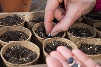 Woman sowing Dolichos lablab 'Ruby Moon'  seeds in pots with compost