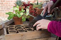 Woman covering pots with newly sown Dolichos lablab 'Ruby Moon' seeds with compost