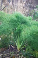 Ferula communis 'Gigantea' - Giant fennel