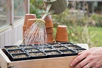 Woman watering newly sowng Lupinus perennis 'Texas Bonnet' seeds in tray