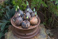 Ceramic bulbs. Sculptor and ceramicist Marcia Donahue's garden in Berkeley, California.