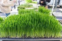 Wheatgrass on the Lifefood Gardens stall at the  Ecology Center Farmer's Market in downtown Berkeley.