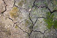 Cracks in clay soil that has dried out