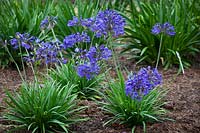 Agapanthus 'Brilliant Blue'. African lily