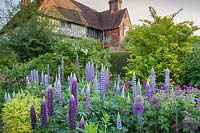 Lupinus planted en masse in The Long Border. Great Dixter, Sussex