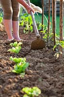 Woman hoeing in the vegetable garden. Tomatoes and lettuces.