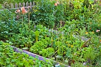 Vegetable and herb beds with lettuces, swiss chard, beans, savory peppers, parsley marigolds, dahlias, kohlrabi.
