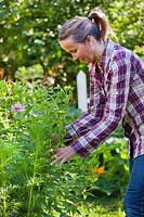 Woman supporting perennials in summer.
