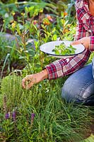 Woman picking herbs - mentha and savory.