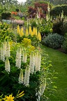 The summer border with white and yellow Lupins leads you into the rear garden.