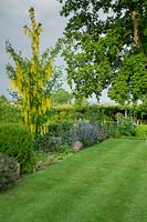 A well tended lawn and flower border dominated by a small Laburnum tree.