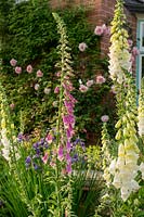 Digitalis purpurea provides height and colour to the early summer planting.