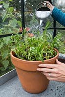 Woman watering newly planted wallflowers in pot