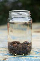 Eranthis hyemalis corms soaking in water in jam jar