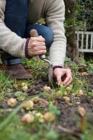 Woman planting Hyacinthoides non-scripta syn. Scilla nutans bulbs in Autumn