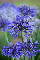 Agapanthus 'Midnight Star' syn. A. 'Navy Blue' African lily