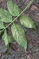 Damage caused by red spider mite to underside of leaves. Tetranychus urticae