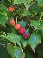 Cornus kousa - red strawberry like fruits in September