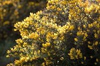 Ulex europaeus - Common Gorse growing on cliffs in Cornwall.