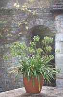 Agapanthus 'Northern Star' in a terracotta container. Still looking decorative in late autumn. African lily.