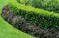 Low box hedge edging bed with Viola labradorica growing at it's base. Buxus