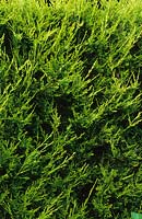 Cupressus leylandii. Leyland cypress