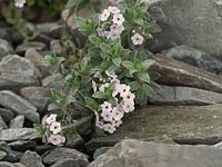 Andro ace lanuginosa - Evergreen alpine in slate stone grey stone alpine setting