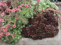 Sempervivum 'Royal Ruby' with Sempervivum arachnadeum, cobweb houseleek