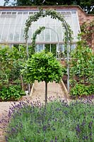 walled kitchen garden with half standard Bay tree underplanted with Lavandula 'Imperial Gem'. steel arches with Pear trees trained up them leading to lean-to greenhouse.