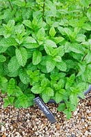 Mentha spicata - Spearmint planted in a pot sunk in gravel to prevent it spreading.