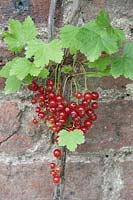 Ribes 'Raby Castle' - Red currant 