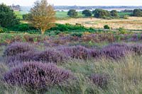 Calluna vulgaris, September, Snape Warren healthland, Suffolk