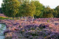 Calluna vulgaris, Westleton Heath, Suffolk