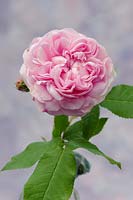 Rosa 'Mary Rose', June, 