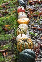 Squashes, pumpkins and gourds in a garden for Halloween