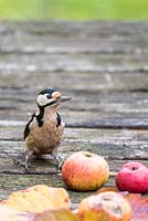 Greater spotted woodpecker - Dendrocopos major on a wooden table