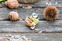 Blue tit eating nuts on a wooden table, France, autumn