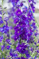 Consolida ajacis 'Blue Purple' - Larkspur