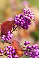 Callicarpa bodinieri var giraldii 'Profussion' berries in autumn