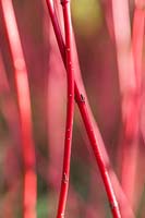 Cornus alba 'Sibirica' red stems in winter