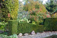 Nandina and hydrangea 'Annabelle' behind a diagonal shaped clipped hedge, in the front, a cobble paved path, Buxus, Hydrangea arborescens 'Annabell', Rosa and Taxus