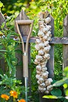 Harvested garlic hanging on a fence
